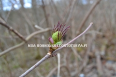 0564_terttuselja_kevaalla_miia_korhonen_luontoturva.fi