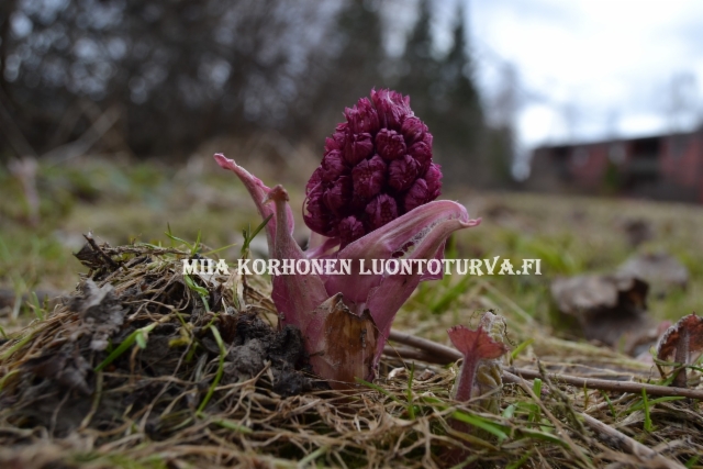 0562_etelanruttojuuri_puutarhajatteesta_luontoon_levineena_miia_korhonen_luontoturva.fi
