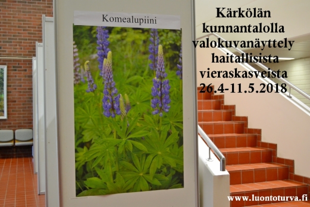 karkolan_kunnantalolla_kuvia_haitallisista_vieraskasveista_26.4_-_11.5.2018_luontoturva.fi