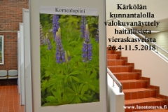 karkolan_kunnantalolla_kuvia_haitallisista_vieraskasveista_26.4_-_11.5.2018_luontoturva.fi