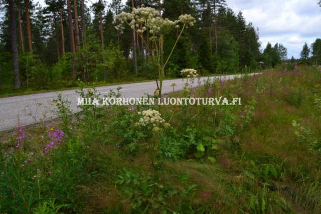 0593_karhunputki_on_luonnonkasvimme_miia_korhonen_luontoturva.fi
