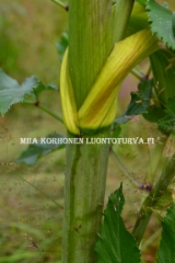 0594_karhunputken_varsi_on_silea_ja_vihertavan_punertava_miia_korhonen_luontoturva.fi