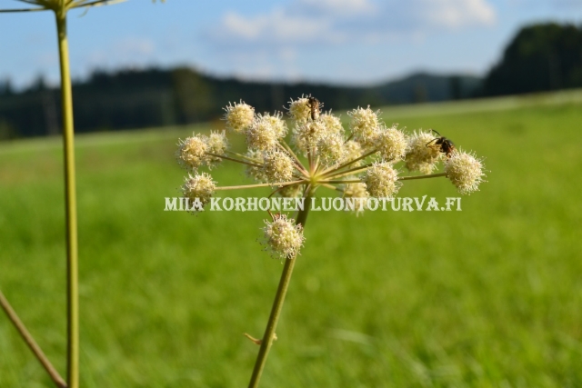 0595_karhunputki_on_hyodyllinen_luonnonlajimme_miia_korhonen_luontoturva.fi