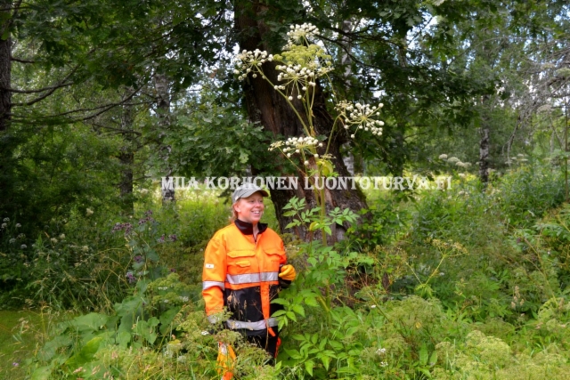 0596_karhunputki_voi_olla_yli_2_m_korkea_luonnonkasvimme_miia_korhonen_luontoturva.fi