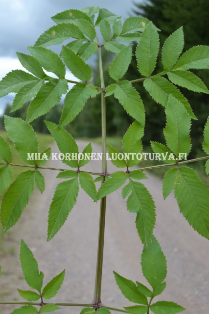 0605_karhunputken_lehti_miia_korhonen_luontoturva.fi