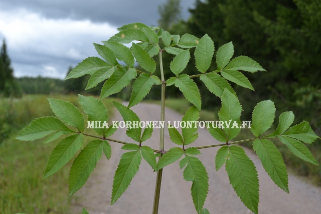0606_karhunputken_lehti_miia_korhonen_luontoturva.fi