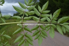 0607_karhunputken_lehti_altapain_miia_korhonen_luontoturva.fi