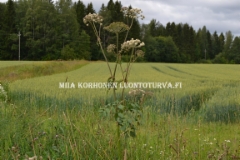 0608_karhunputki_kuuluu_suomen_luonnonkasveihin_miia_korhonen_luontoturva.fi