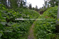 0614_royhytatar_ja_etelanruttojuuri_levinnyt_puutarhajatekasoista_miia_korhonen_luontoturva.fi
