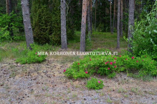 0630_kurtturuusu_leviaa_metsaisillakin_alueilla_miia_korhonen_luontoturva.fi