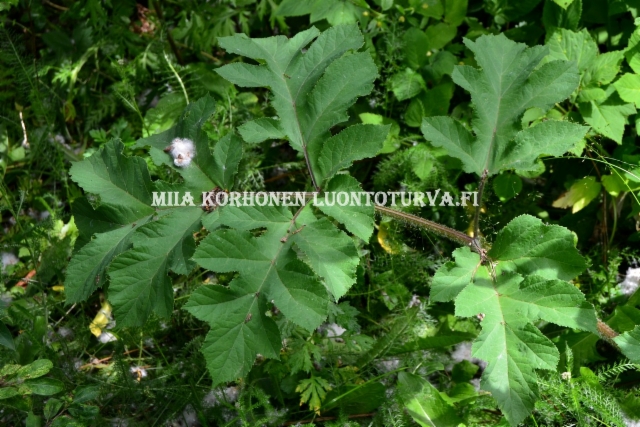 0644_ukonputken_lehti_miia_korhonen_luontoturva.fi