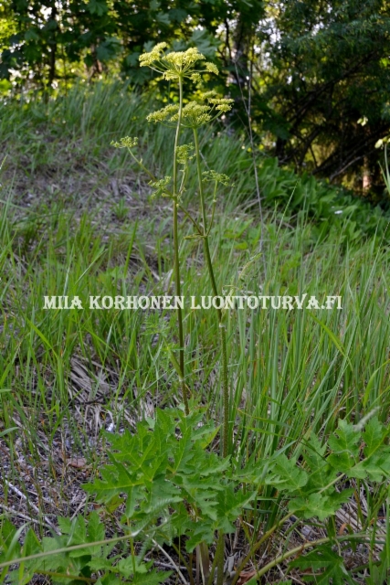 0645_idanukonputki_on_yleinen_putkilokasvi_luonnossa_miia_korhonen_luontoturva.fi