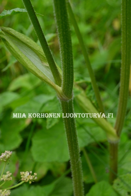 0649_etelanukonputken_varsi_miia_korhonen_luontoturva.fi