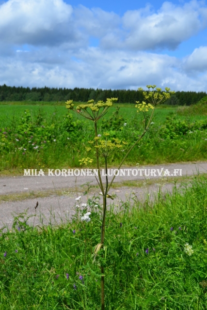 0650_idanukonputki_on_yleinen_putkilokasvi_luonnossa_miia_korhonen_luontoturva.fi