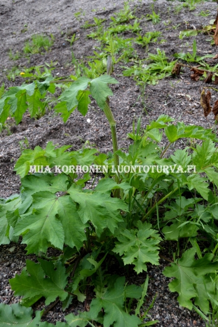 0652_ukonputki_miia_korhonen_luontoturva.fi