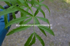 0674_myrkkykeison_lehtiruoti_on_kourumainen_miia_korhonen_luontoturva.fi