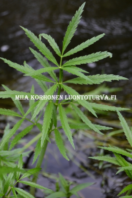 0676_myrkkykeiso_viihtyy_veden_aarella_miia_korhonen_luontoturva.fi