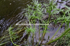 0679_myrkkykeiso_veden_aarella_miia_korhonen_luontoturva.fi