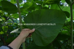 0702_jattitataren_eli_sahalinintataren_lehti_ja_varsi_miia_korhonen_luontoturva.fi