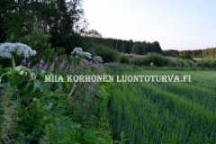 0716_jattiputki_leviaa_pelloilla_tyokoneiden_mukana_miia_korhonen_luontoturva.fi