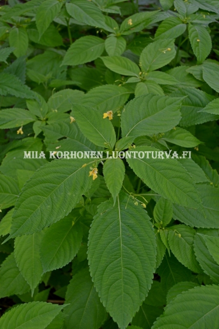 0730_rikkapalsami_miia_korhonen_luontoturva.fi