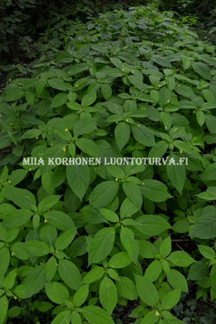 0733_rikkapalsamia_miia_korhonen_luontoturva.fi