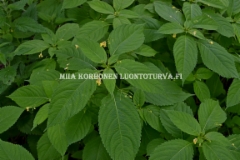 0731_rikkapalsamin_kukka_on_pieni_miia_korhonen_luontoturva.fi