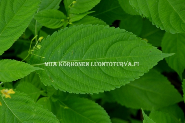 0732_rikkapalsamin_lehti_miia_korhonen_luontoturva.fi