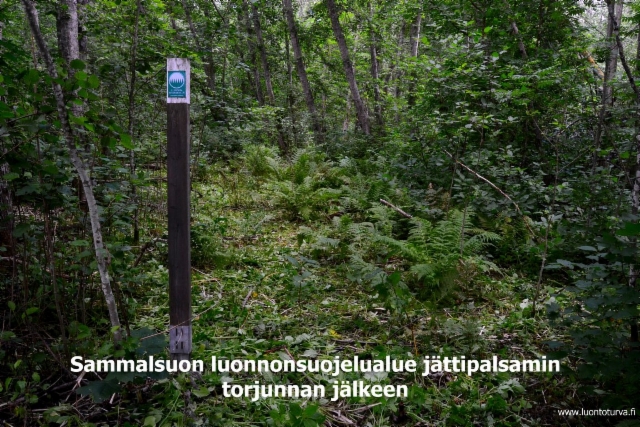 0741_sammalsuon_luonnonsuojelualue_lahdessa_jattipalsamin_torjunnan_jalkeen_miia_korhonen_luontoturva.fi