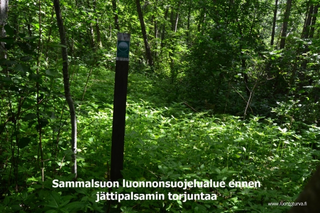 0740_sammalsuon_luonnonsuojelualue_lahdessa_ennen_jattipalsamin_torjuntaa_miia_korhonen_luontoturva.fi
