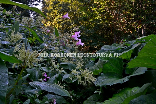 0748_ala_paasta_puutarhankasveja_leviamaan_luontoon_miia_korhonen_luontoturva.fi