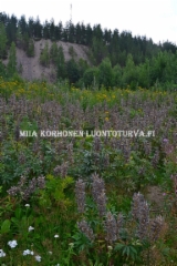 0751_lupiini_levinneena_hiekkaisella_harjulla_miia_korhonen_luontoturva.fi