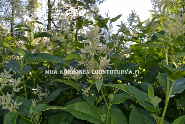 0765_laavaroyhytataren_kukinta_miia_korhonen_luontoturva.fi