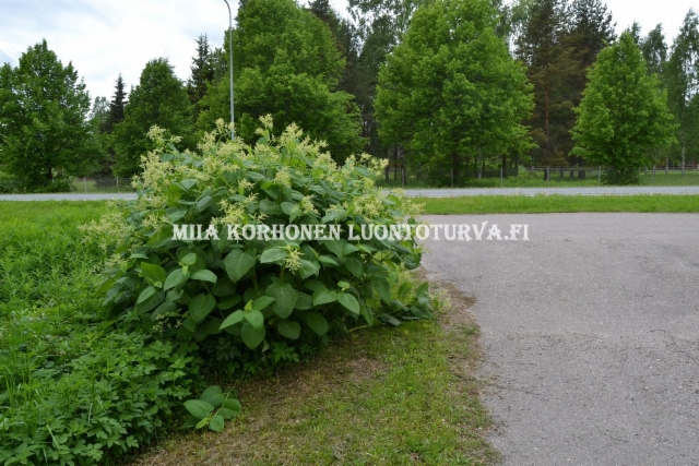 0774_torju_luontoon_levinneet_tataret_miia_korhonen_luontoturva.fi