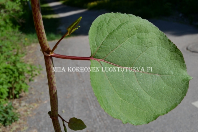 0781_japanintatar_varsi_ja_lehti_miia_korhonen_luontoturva.fi