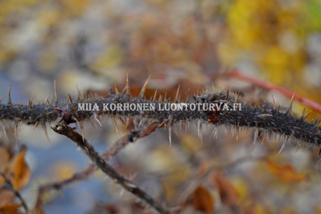 0784_kurtturuusun_oksat_on_tihea_piikkisia_miia_korhonen_luontoturva.fi