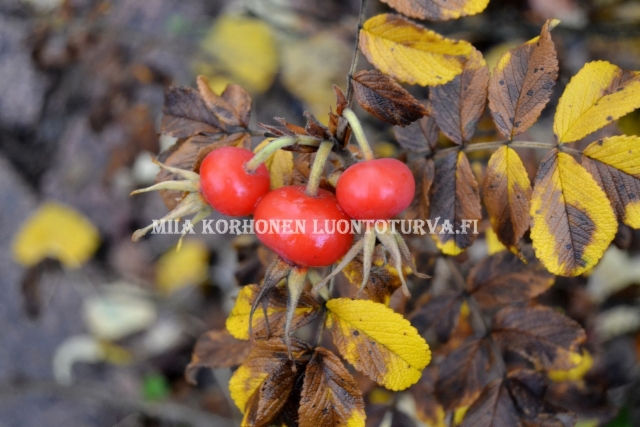 0785_kurtturuusun_kiulukat_miia_korhonen_luontoturva.fi