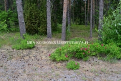 0808_kurtturuusu_voi_levita_uusille_alueille_lintujen_mukana_miia_korhonen_luontoturva.fi