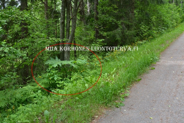 0810_tunnista_ja_torju_jattiputket_miia_korhonen_luontoturva.fi