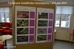 tiedotusta_haitallisista_vieraskasveista_lahti_2019_luontoturva.fi
