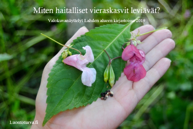 miten_haitalliset_vieraskasvit_leviavat_luontoturva.fi