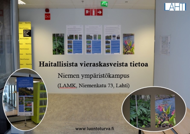 haitallisista_vieraskasveista_tietoa_lamk_luontoturva.fi haitallisista_vieraskasveista_tietoa_lamk_luontoturva.fi
