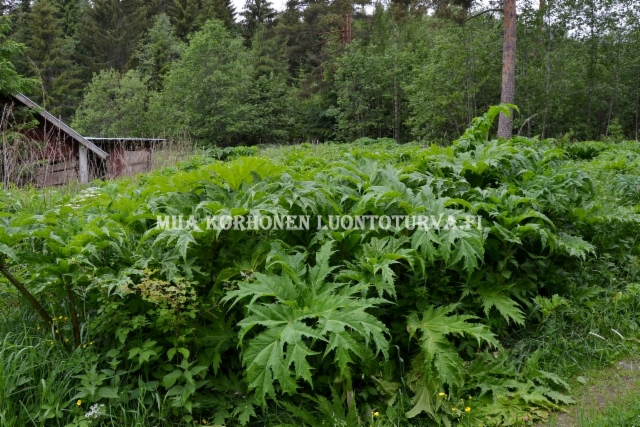 0843_jattiputki_leviaa_siemenesta_miia_korhonen_luontoturva.fi