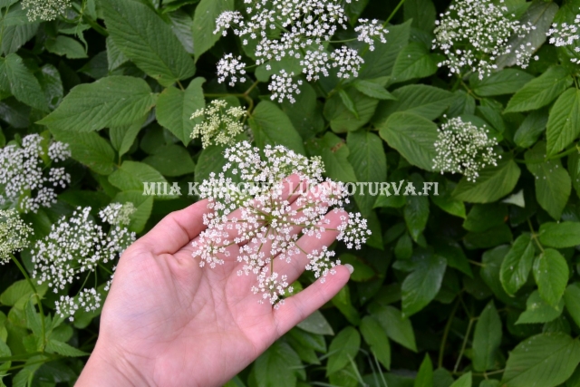 0856_vuohenputken_kukinto_miia_korhonen_luontoturva.fi