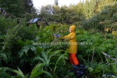 0895_esta_jattiputken_leviaminen_poistamalla_kukinnot_miia_korhonen_luontoturva.fi