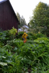 0897_esta_jattiputken_leviaminen_poistamalla_kukinnot_miia_korhonen_luontoturva.fi