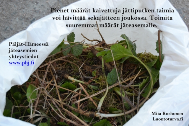 jattiputken_taimet_voi_toimittaa_jateasemalle_www.phj.fi_miia_korhonen_luontoturva.fi
