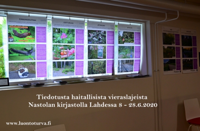 8-28.6.20_tiedotusta_haitallisista_vieraslajeista_nastolan_kirjastolla_lahdessa_www.luontoturva.fi