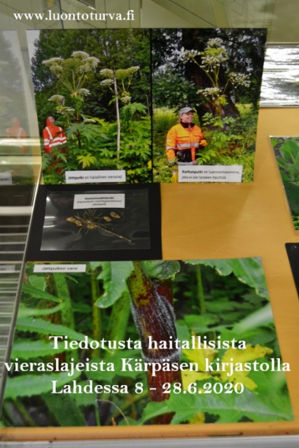 8-28.6.2020_karpasen_kirjastolla_lahdessa_tietoa_haitallisista_vieraslajeista_www.luontoturva.fi