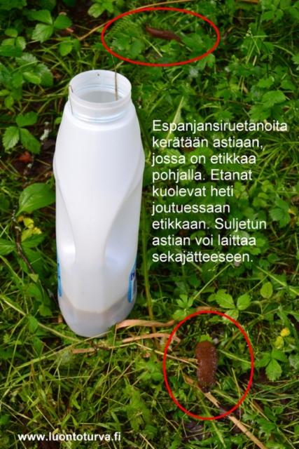 1003_espanjansiruetanoiden_torjuntaa_miia_korhonen_luontoturva.fi